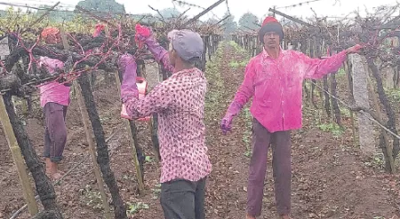 द्राक्ष छाटणी लांबणीवर, वेळापत्रक कोलमडले Grape Pruning Delayed, Schedule Disrupted