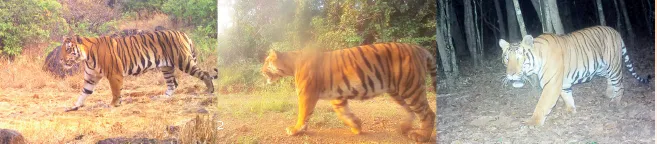‘सहयाद्रि’तील वाघांचे शिवकालीन नामकरण Shiv-era naming of tigers in the Sahyadri region