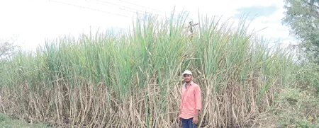 'Tambira' pest attacks sugarcane in Walwa-Shirala taluka!