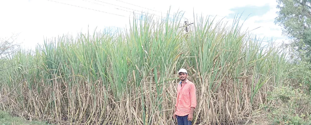 वाळवा-शिराळा तालुक्यात उसाला घेरले ‘तांबेरा’ ने! 'Tambira' pest attacks sugarcane in Walwa-Shirala taluka!