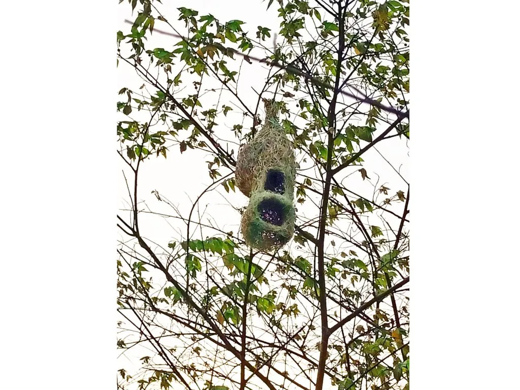 ....She built a hut for the children!