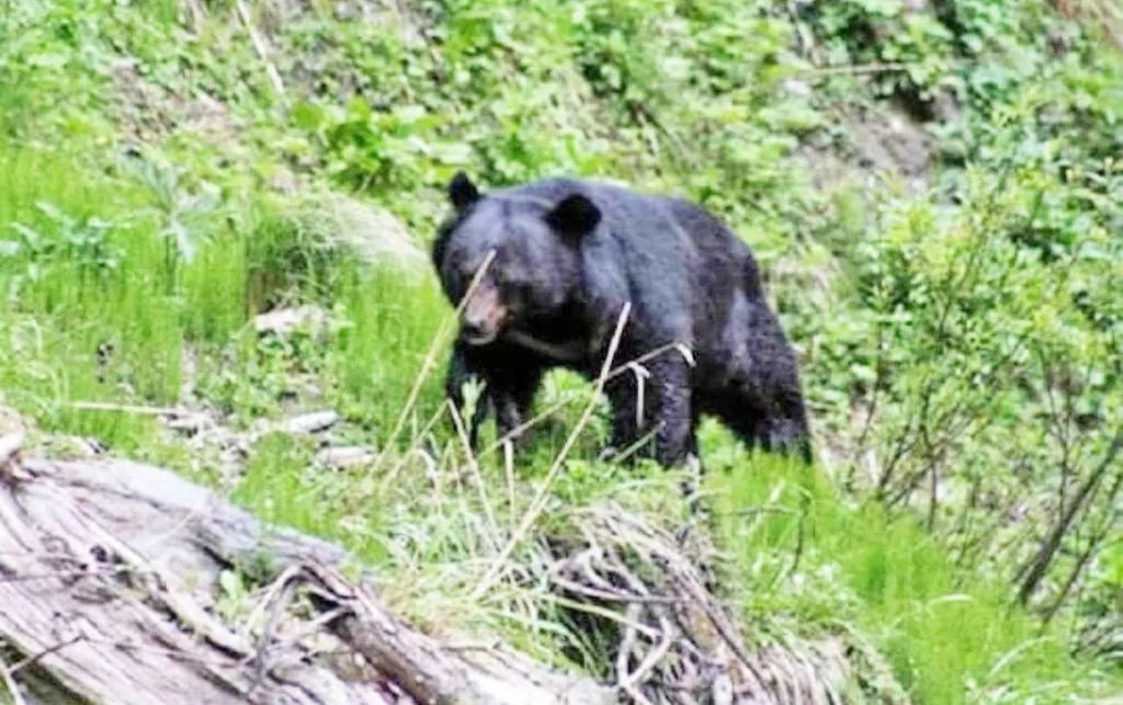 Sighting of a bear in Kudremani