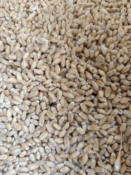 Rotten wheat and infested rice distributed through ration in Karad Taluka