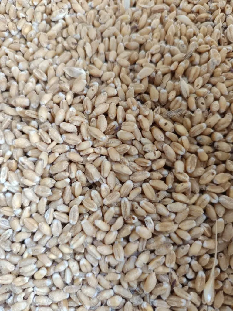 कराड तालुक्यात रेशनवर सडलेला गहू, खराब तांदूळ Rotten wheat and infested rice distributed through ration in Karad Taluka