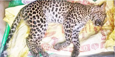Leopard cub dies after getting caught in a trap set for crop protection