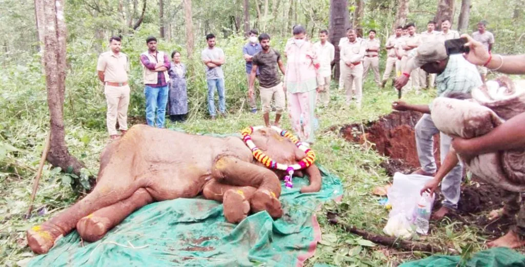 गौरी हत्तीचा आजाराने मृत्यू Gauri the elephant dies of illness