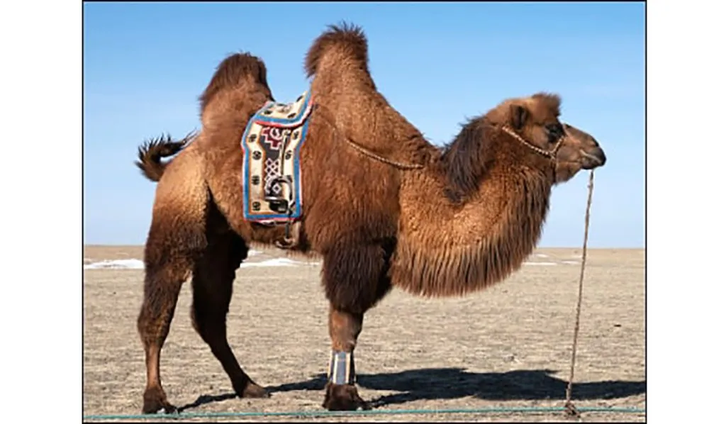 Millionaires are becoming wealthy by selling camel hair.