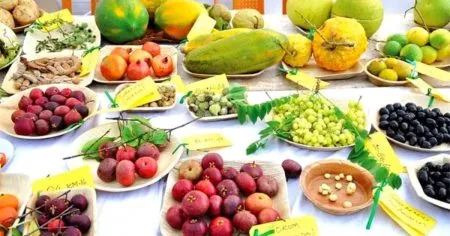 Fruit Festival to be held in Sangli from tomorrow