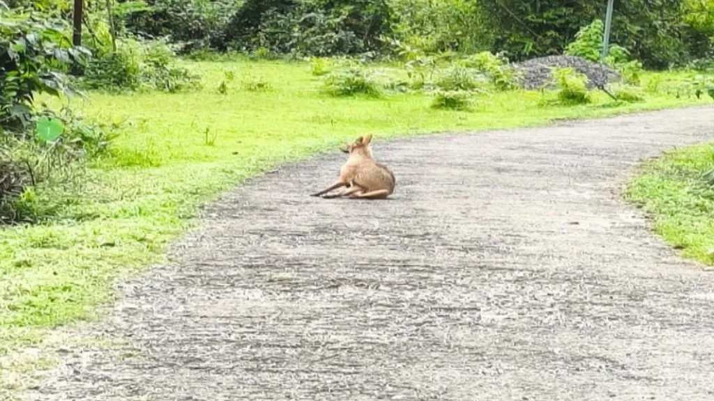 ओटवणेत दिवसा भरवस्तीत कोल्ह्याचा मुक्त संचार