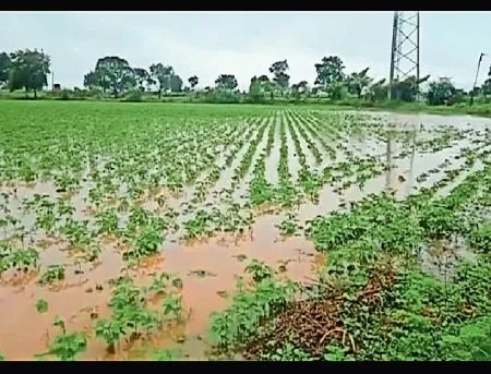 Crop damage in Wai taluka due to rainfall