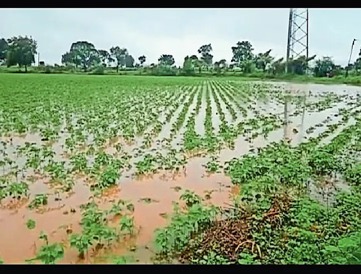 Crop damage in Wai taluka due to rainfall