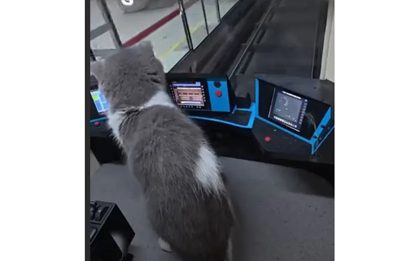 मांजरांसाठी काहीही Anything for cats