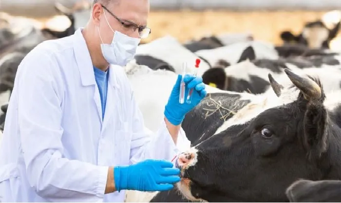 Milk-boosting 'chip'