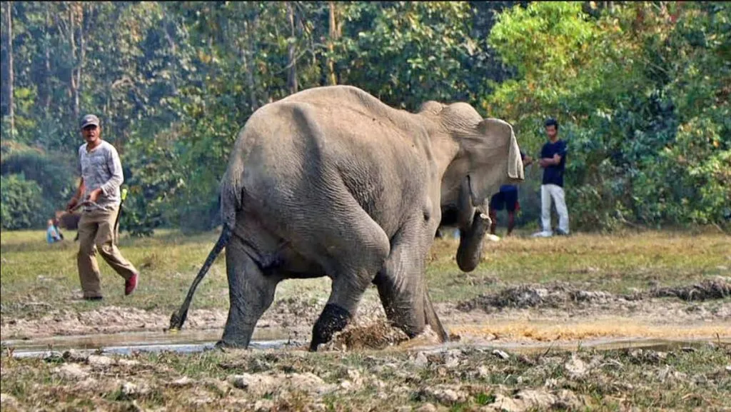 Elephants' playground