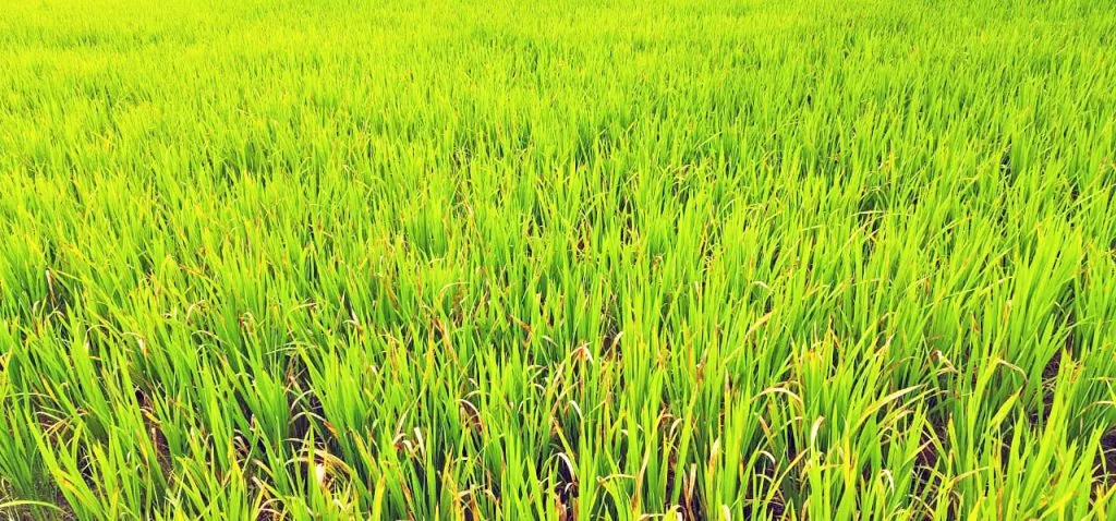 भात पिकावर करपा रोग, किडीचा प्रादुर्भाव Rice crop suffers from blight disease and insect infestation