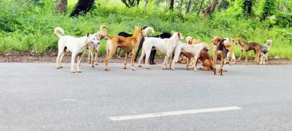 तुरमुरी, उचगाव परिसरात भटक्या कुत्र्यांची दहशत Terror of stray dogs in Turmuri, Uchgaon area