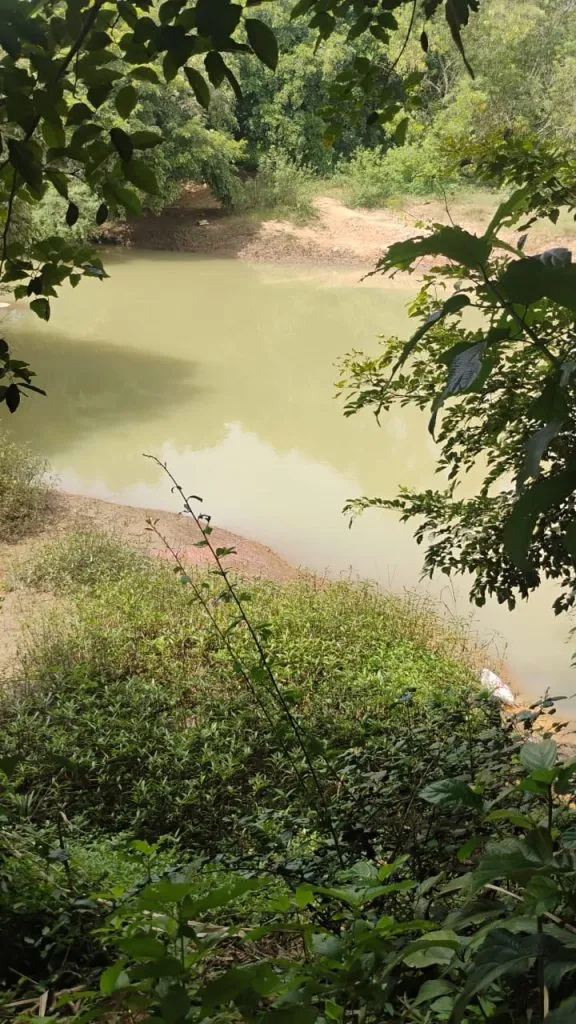 Illegal sand mining has made the water of Malaprabha river and canals muddy.