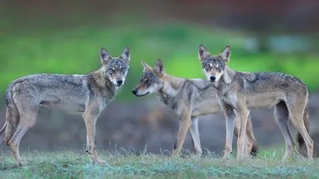 Chhagan Pawar's four goats die in wolf attack