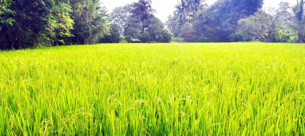 The crop is asking for water... The rain has disappeared..