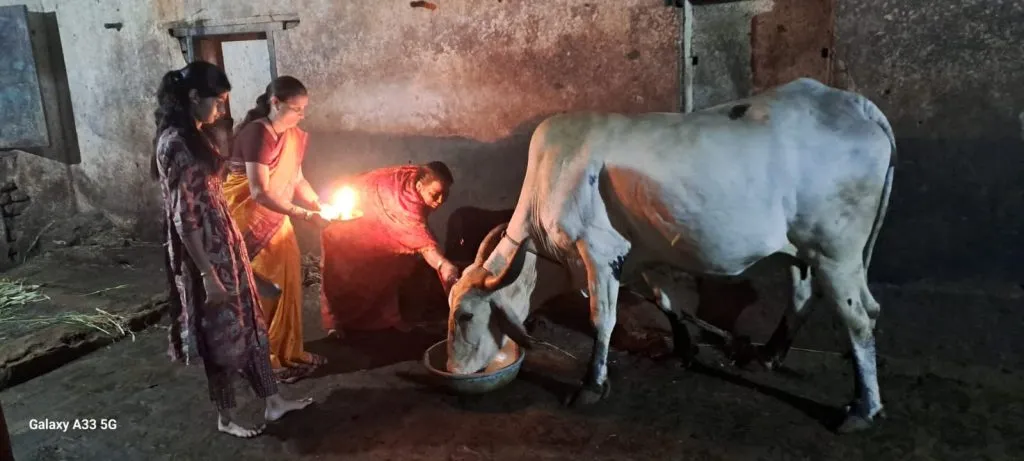 Diwali begins with Vasubaras