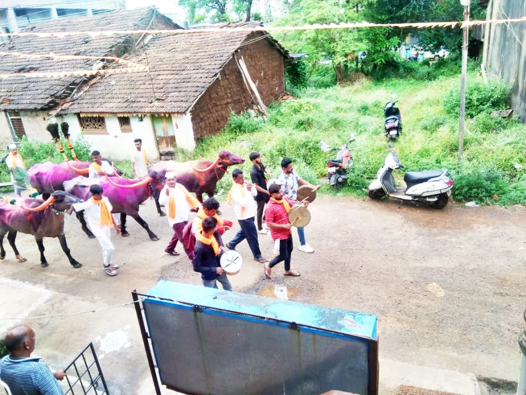 The thrill of buffalo kidnapping from the Gawli brothers in Hindalga is colorful.