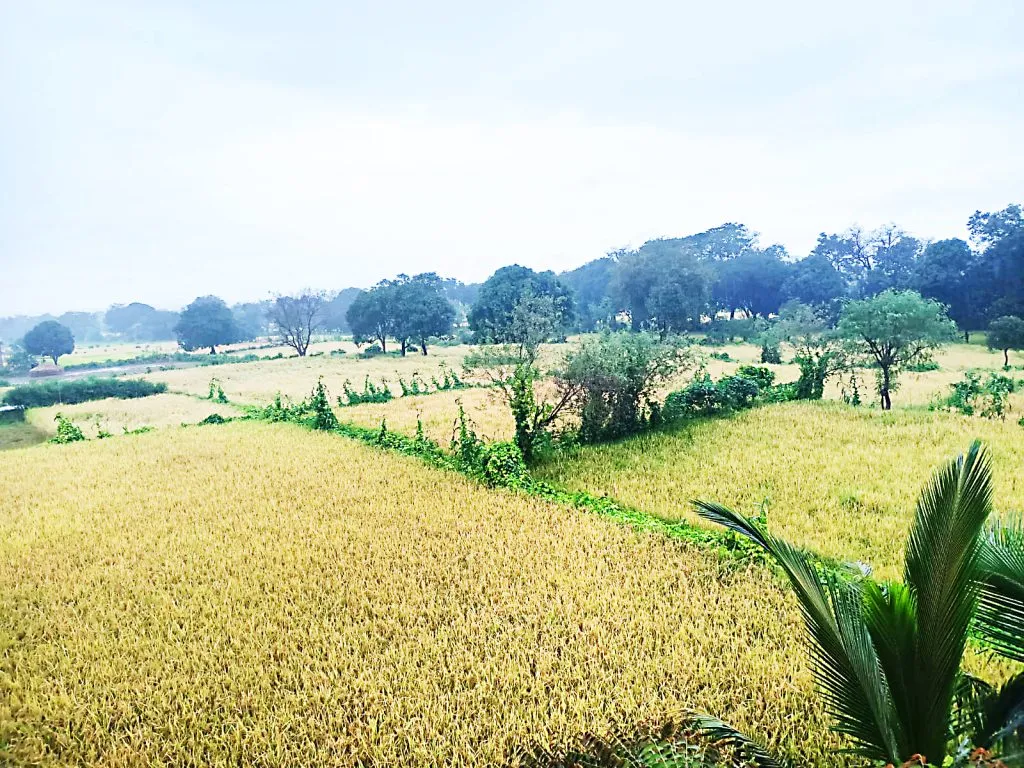 Rainfall at the time of harvest