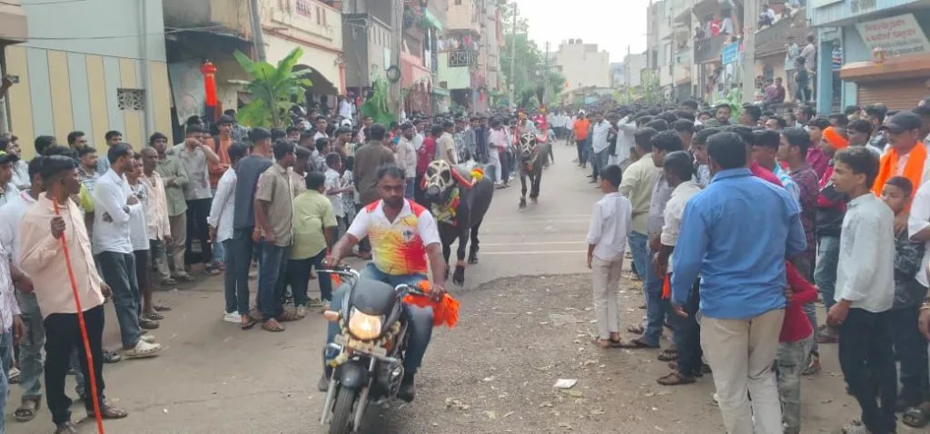 Buffalo-riding processions take place in urban and rural areas