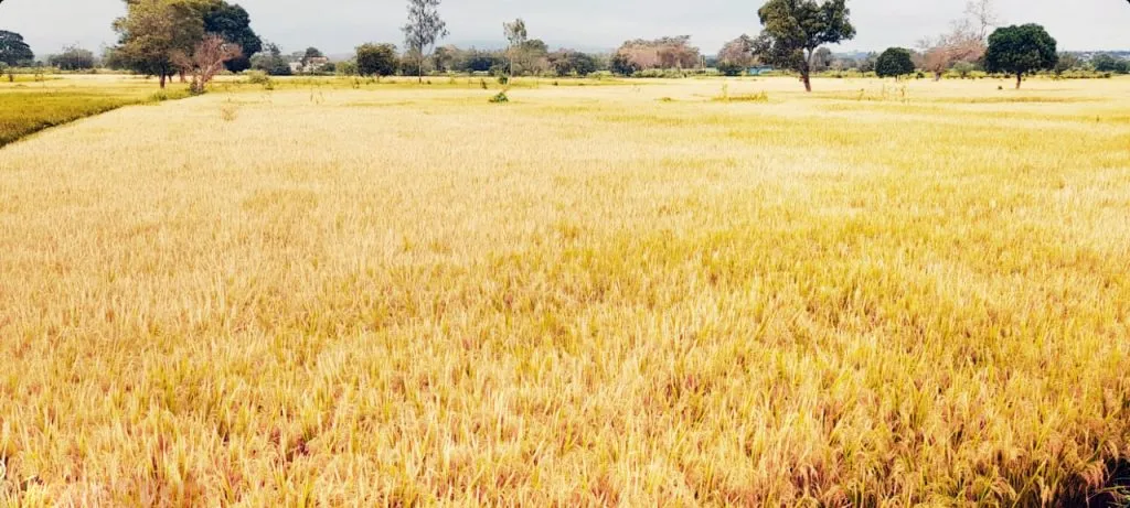 Heavy damage to rice crop due to return rains