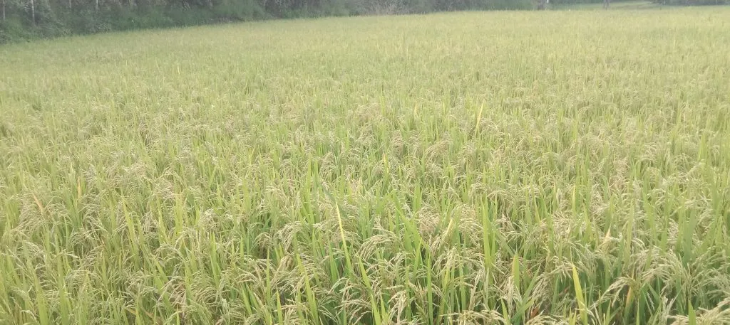गुंजी परिसरात पावसामुळे भातपीक धोक्यात Rice crop in danger due to rain in Gunji area