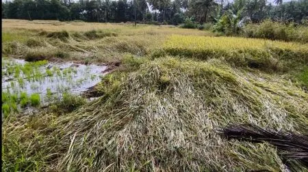 कोकणात ऐन दिवाळीत शेतकऱ्यांचे दिवाळे Farmers go bankrupt in Konkan just before Diwali