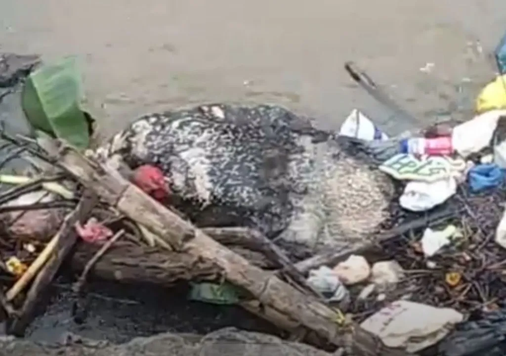 Water contaminated after dead body of wood-cow stuck in Nadighat dam