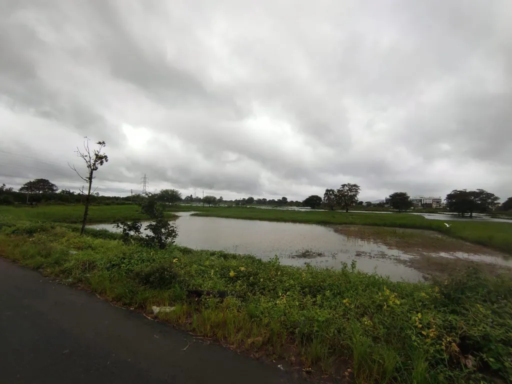 पावसामुळे भातपीक कापणी लांबणीवर Rice harvest delayed due to rain
