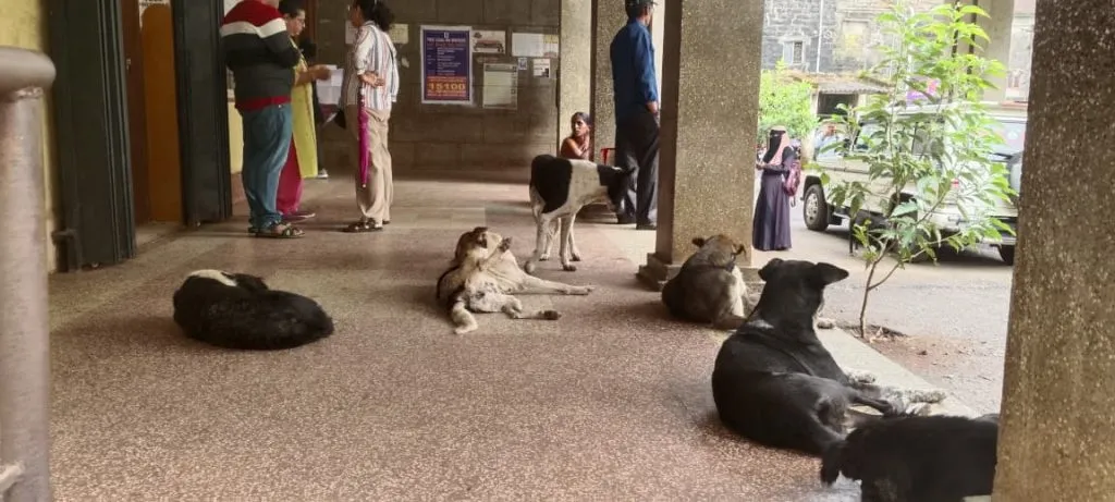 Stray dogs roaming in the Tehsildar's office
