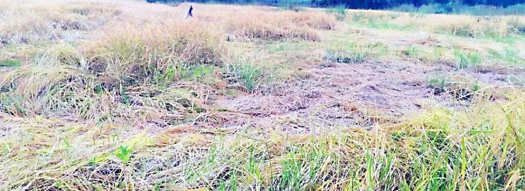Rice crop damaged due to return rains