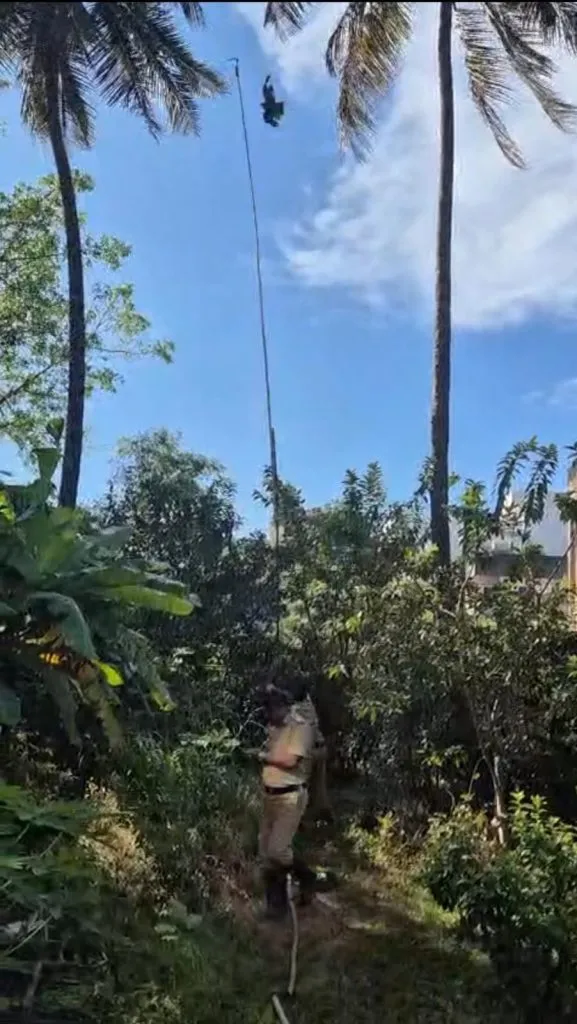 पतंगाच्या मांजात अडकलेल्या पक्ष्याची सुटका Rescue of a bird trapped in a kite's web