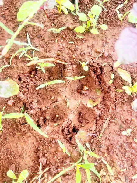 बिजगर्णीत बिबट्यासदृश प्राण्याचा वावर The movement of a leopard-like animal in Bijgarni