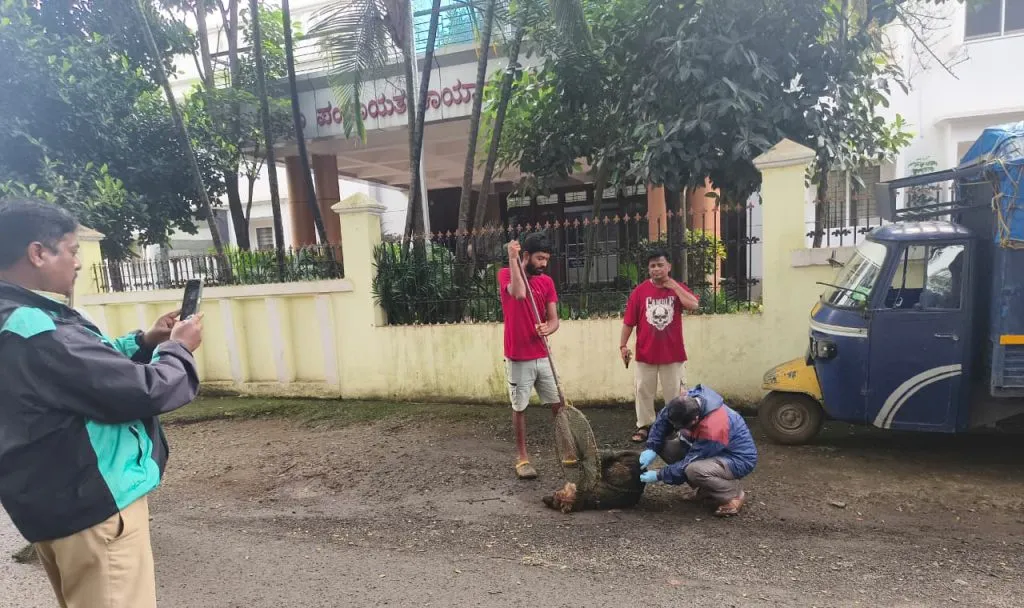 32 stray dogs vaccinated on Tuesday