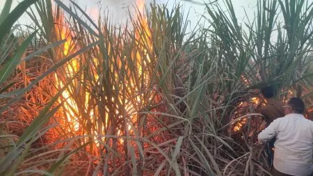 Fire breaks out in a field in Koregaon