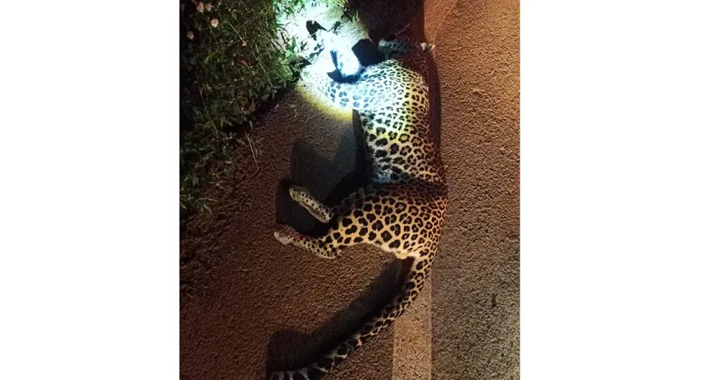 भक्ष्याच्या शोधात बिबट्या थेट येतोय दारात The leopard is coming straight to the door in search of prey.