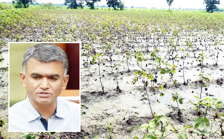 लवकरच पीक नुकसान भरपाई देणार Crop damage compensation will be provided soon.