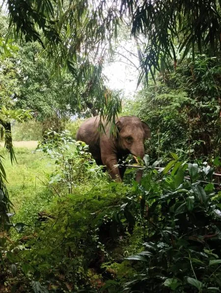 वाफोलीत स्थिरावलेला ओंकार पुन्हा इन्सुलीत दाखल