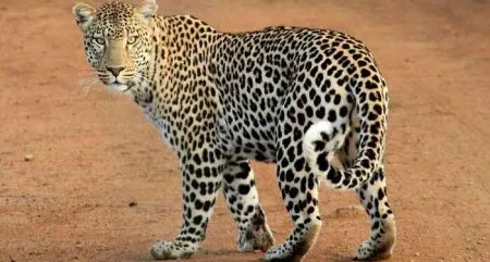 Satara News : भिलारमध्ये बिबट्याचे थैमान ; वनविभागाकडे कारवाईची मागणी Leopard movement in Bhilar area; Villagers are scared, farmers