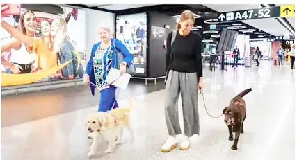 श्वानांच्या मालकांवर दुहेरी कर Double taxation on dog owners