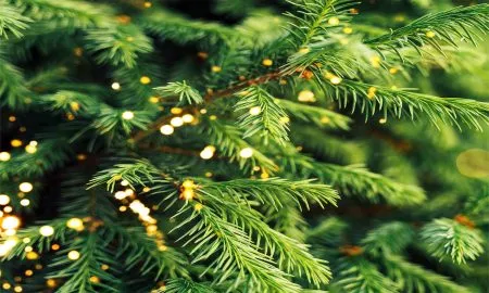 Gold content in the pointed leaves of the tree