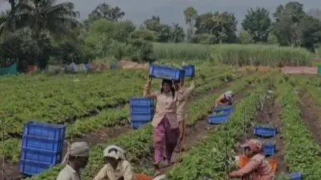 Mahabaleshwar strawberries enter farms across the country
