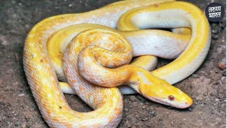 Satara News :येरवळेत सापडला दुर्मीळ ‘अल्बिनो तस्कर’ साप!