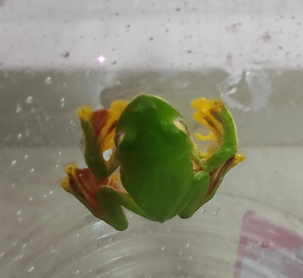 Rare flying frog found in Hirebagewadi