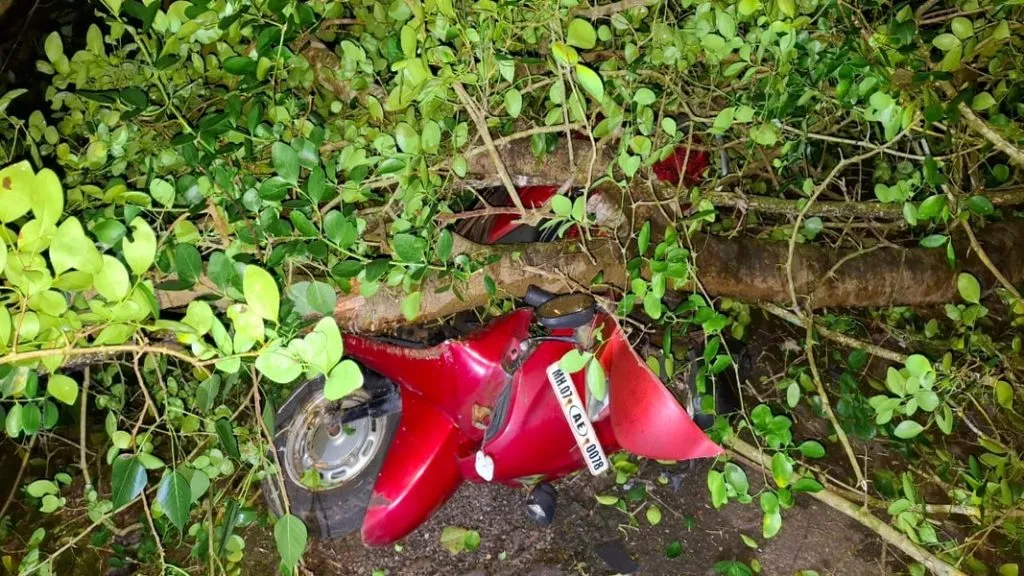 आचरा येथे पिंपळ कोसळल्याने विद्युत वाहिन्या, दुचाकीचे नुकसान