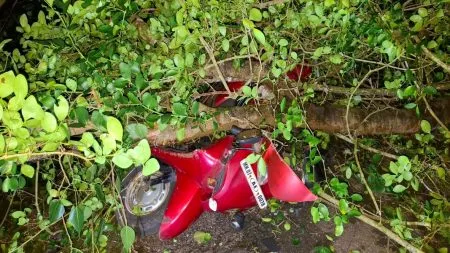 आचरा येथे पिंपळ कोसळल्याने विद्युत वाहिन्या, दुचाकीचे नुकसान