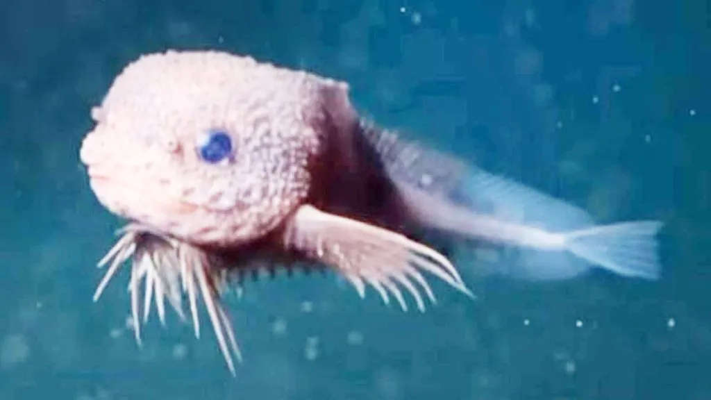 Cute Bumpy: A pink fish with blue eyes